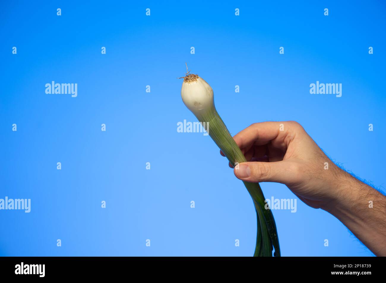 Mano maschio caucasica che tiene una cipolla fresca primo piano studio shot isolato su blu. Foto Stock