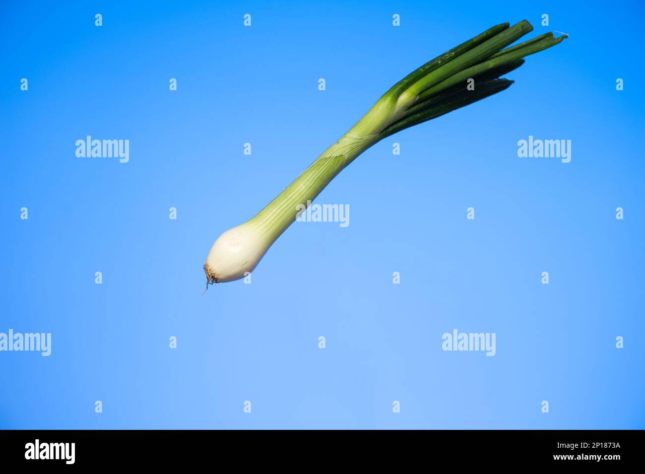 Gambo fresco di cipolla primaverile primo piano girato studio isolato su sfondo blu. Foto Stock