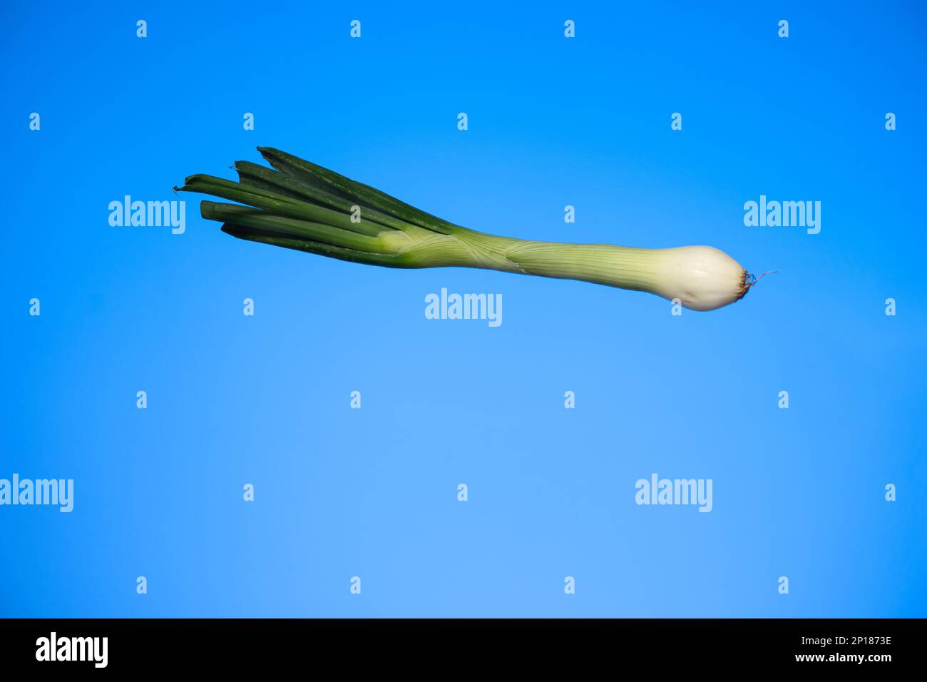 Gambo fresco di cipolla primaverile primo piano girato studio isolato su sfondo blu. Foto Stock