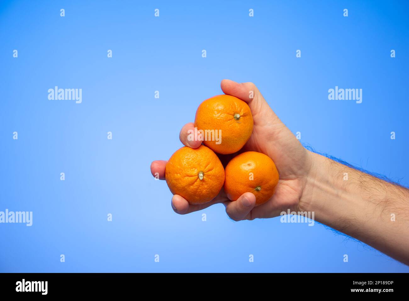 Gruppo di clementine di mandarino crude fresche tenute in mano da maschio caucasico isolato su sfondo blu girato studio. Foto Stock