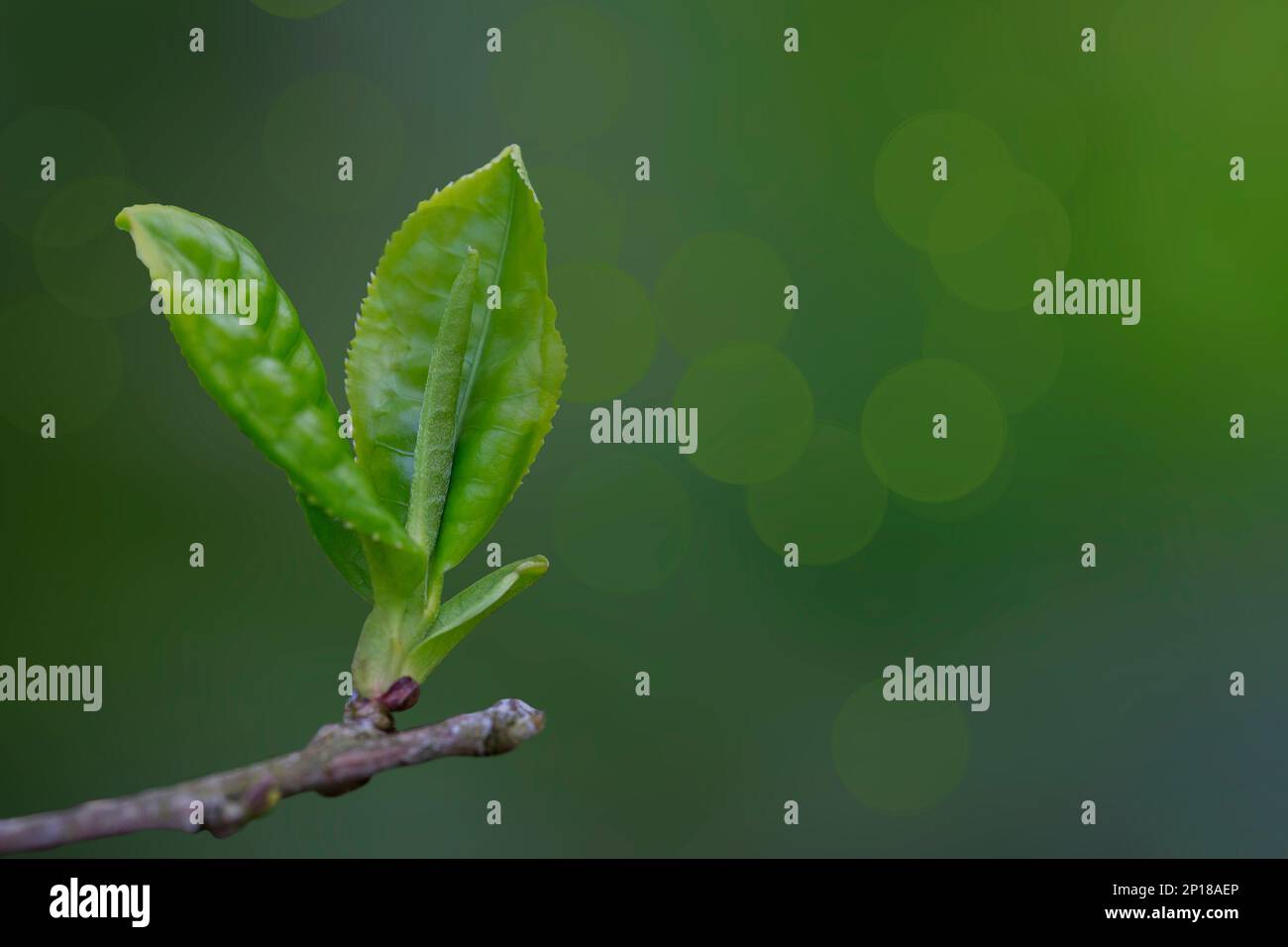 Primo piano, cima della foglia di tè verde al mattino, piantagione di tè, sfondo sfocato. Una foglia di camelia cinese, da cui vengono prodotti il tè verde e nero Foto Stock