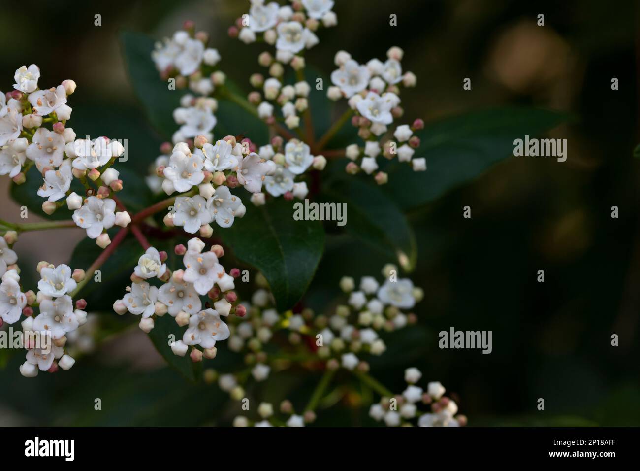 I fiori dell'arbusto Viburnum tinus 'Gwenllian' fioritura nel mese di febbraio alla fine dell'inverno Foto Stock