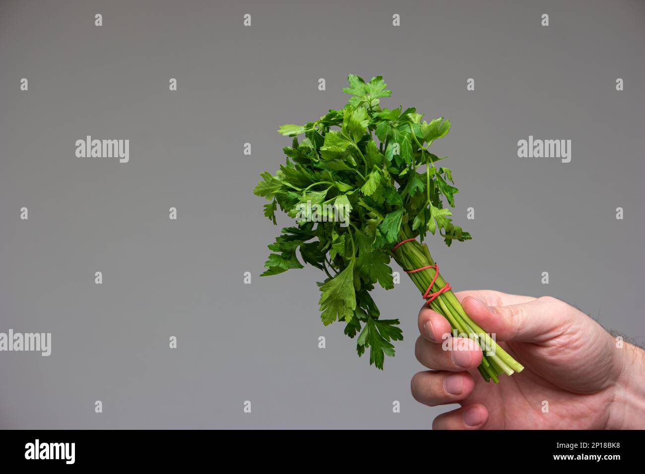 Mazzo di prezzemolo fresco verde tenuto in mano da caucasico maschio studio girato isolato su sfondo grigio. Foto Stock