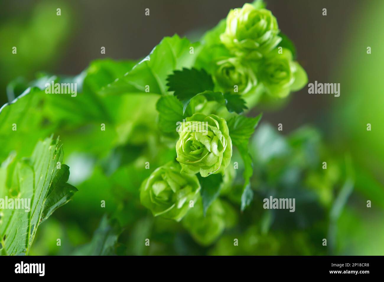 Diversi coni freschi di luppolo verde appesi sui rami Foto Stock
