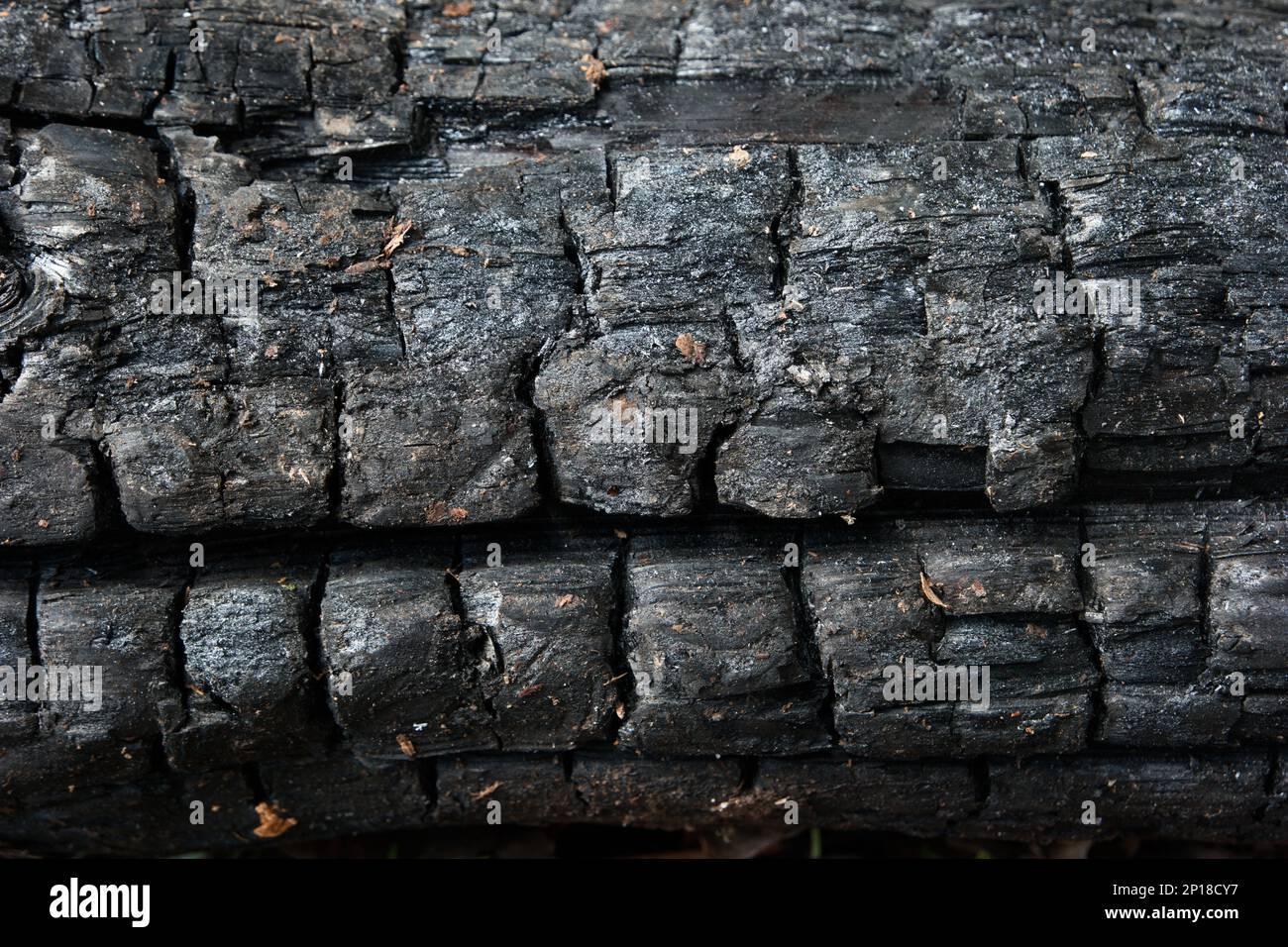 Charred e cracked nero trama legna da ardere primo piano shot isolato. Foto Stock
