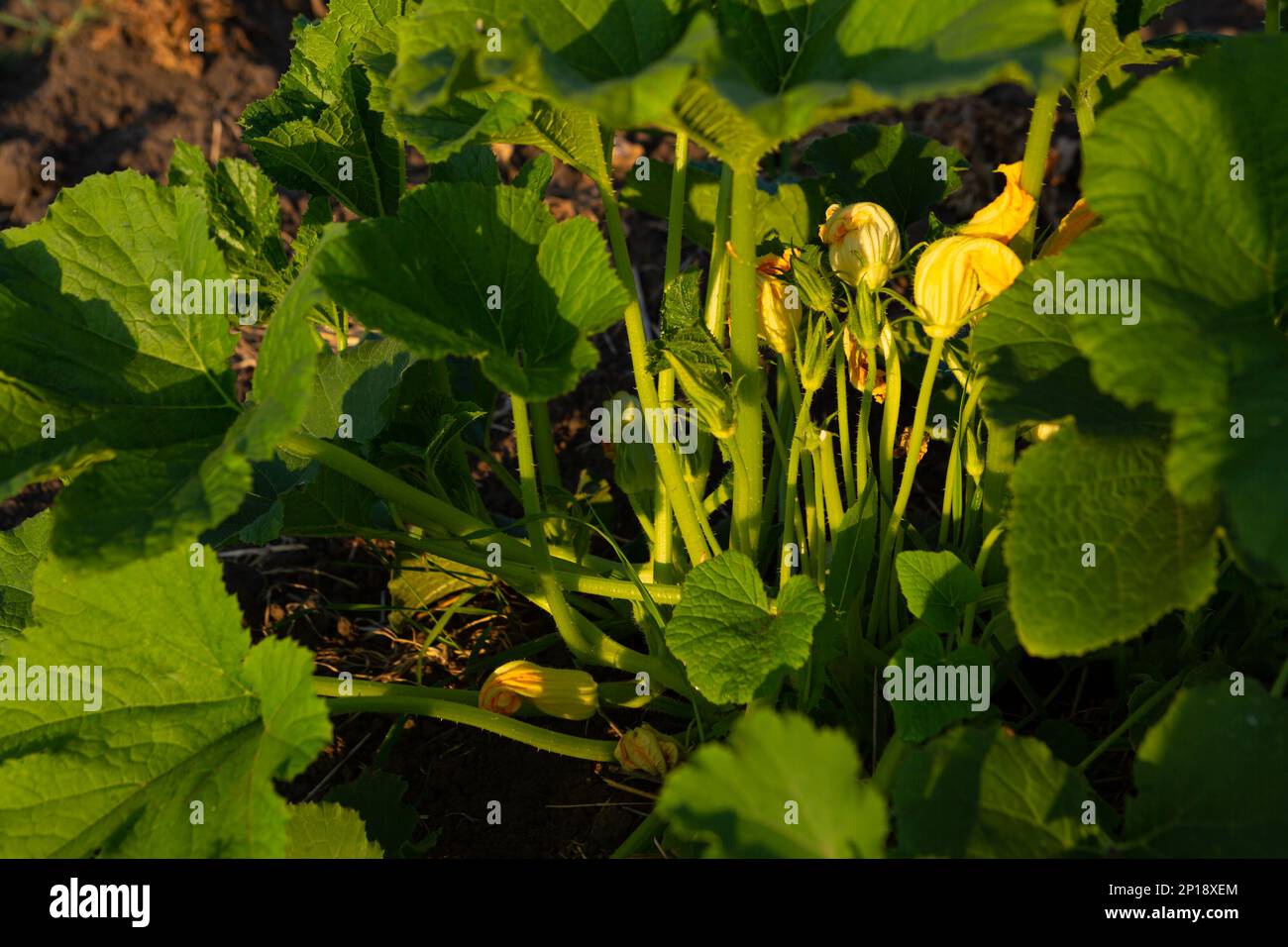 Coltivare verdure verdi biologiche in fiori di zucchine da giardino su piante Foto Stock