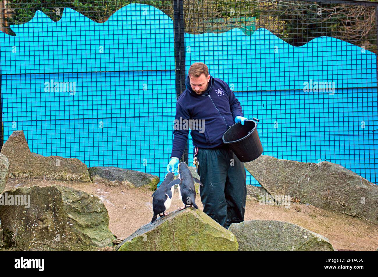 pinguini gentoo alimentati a mano dal custode Foto Stock