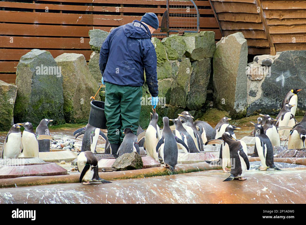Pinguini Gentoo cantano sotto la pioggia. Il secondo giorno di primavera ha visto la pioggia come lo zoo e i suoi animali hanno fatto del meglio Foto Stock