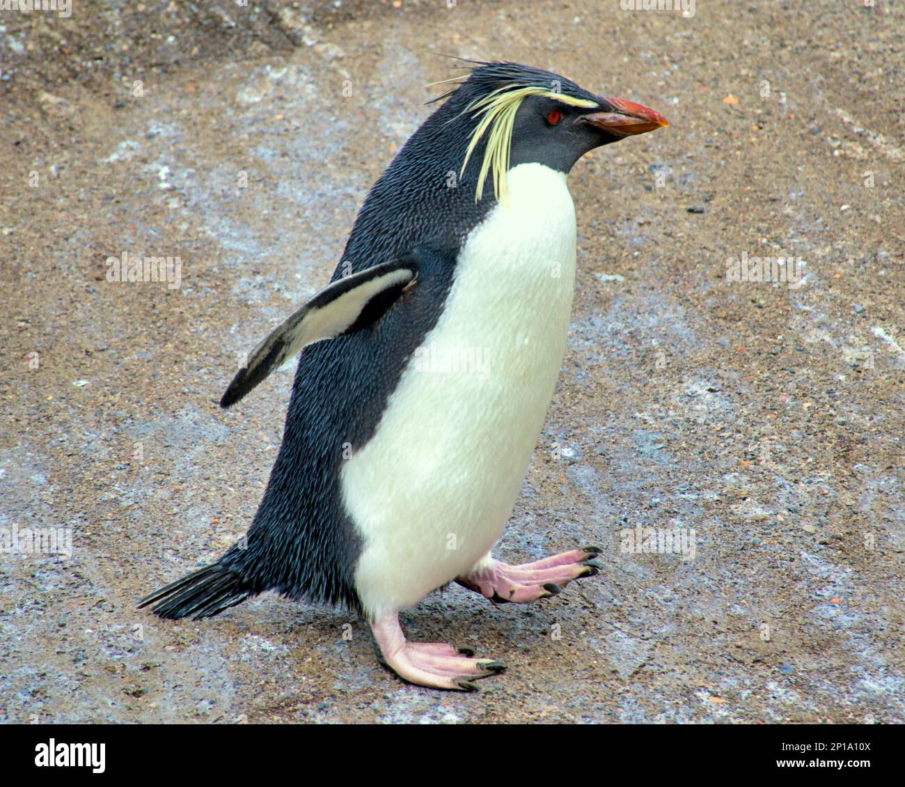 rockhopper Penguins cantare sotto la pioggia. Il secondo giorno di primavera ha visto la pioggia come lo zoo e i suoi animali ne hanno fatto il meglio. Foto Stock