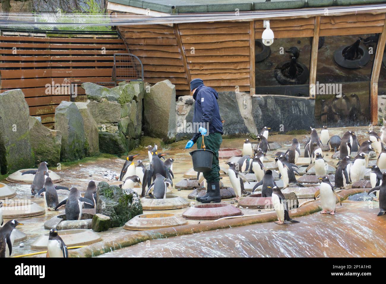 Gentoo e re Pinguini cantano sotto la pioggia. Il secondo giorno di primavera ha visto la pioggia come lo zoo e i suoi animali hanno fatto del meglio Foto Stock
