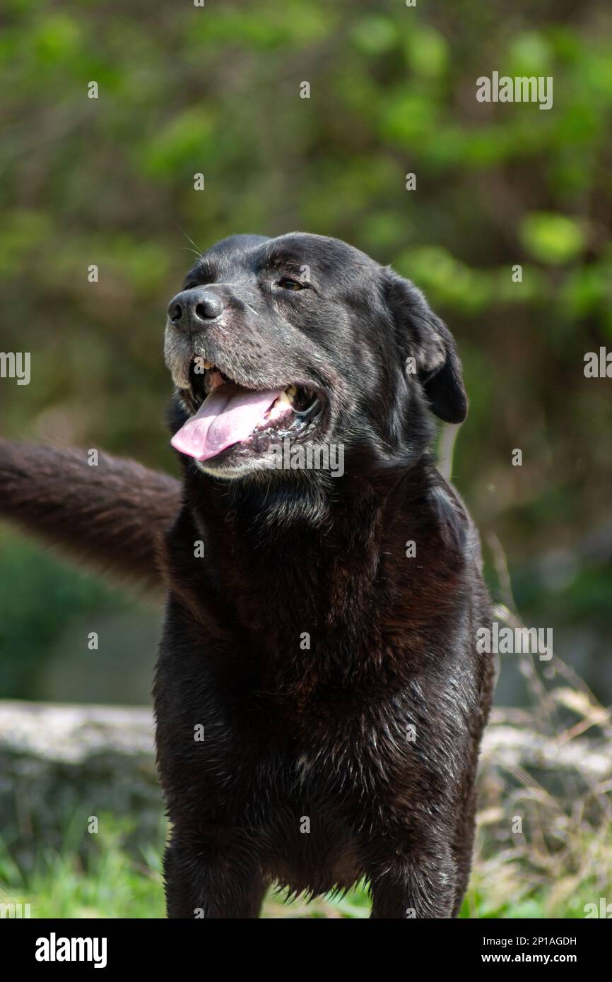 Il vecchio cane nero era appena uscito dal fiume in una giornata di sole Foto Stock