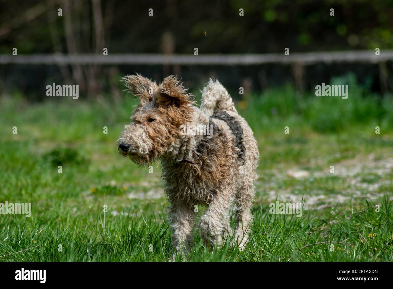 Fox terrier è in giro per la natura Foto Stock