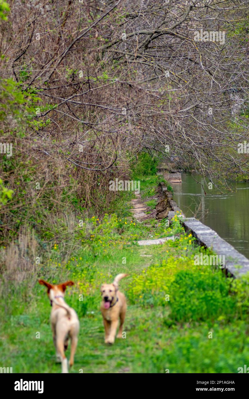 Due cani felici gestiti con gioia dal canale del fiume Foto Stock