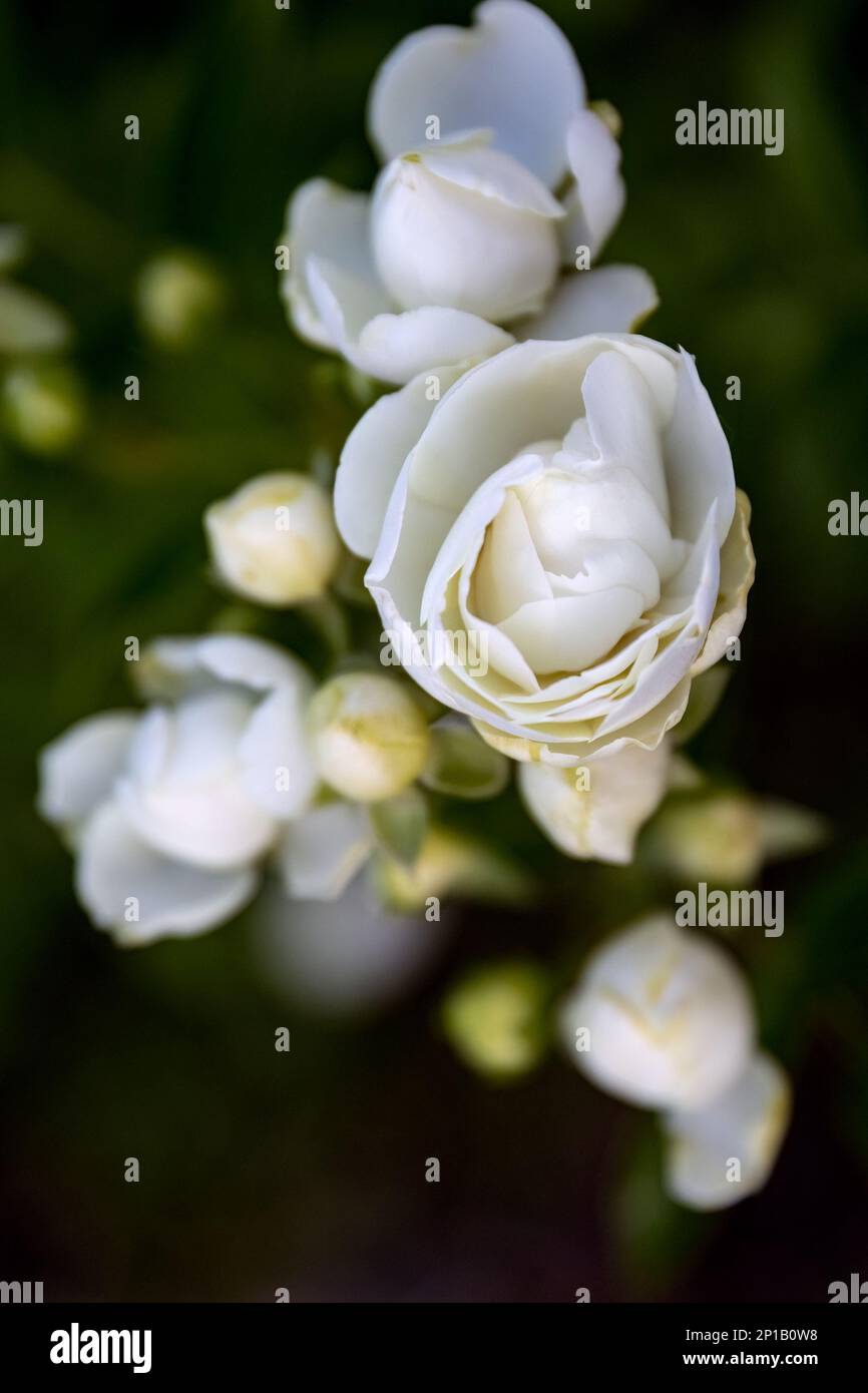 Rosa banksiae o Lady Banks rosa bianco nel disegno del giardino Foto Stock