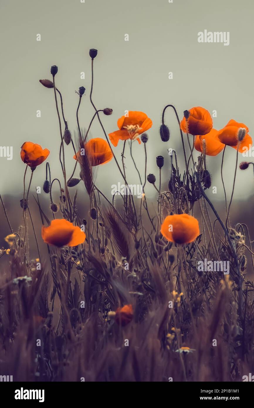 Papaveraceae o papavero famiglia fiori rossi nel campo di pittura effetto per la carta da parati Foto Stock