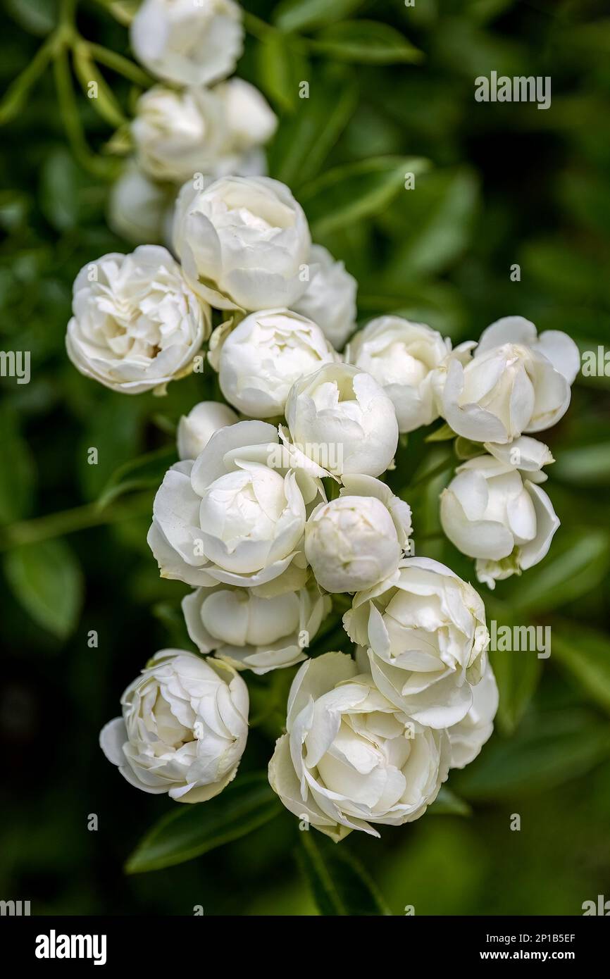 Rosa banksiae o Lady Banks rosa bianco nel disegno del giardino Foto Stock