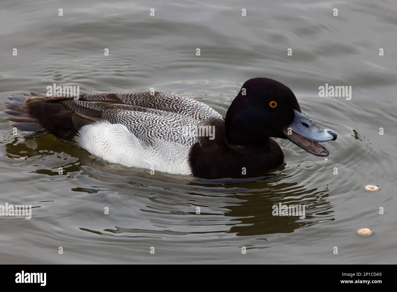 Una bella piccola scaup (maschio) in una mattinata d'inverno. E 'noto come il piccolo BlueBill o Broadbill a causa della sua distinta bolletta blu. Foto Stock