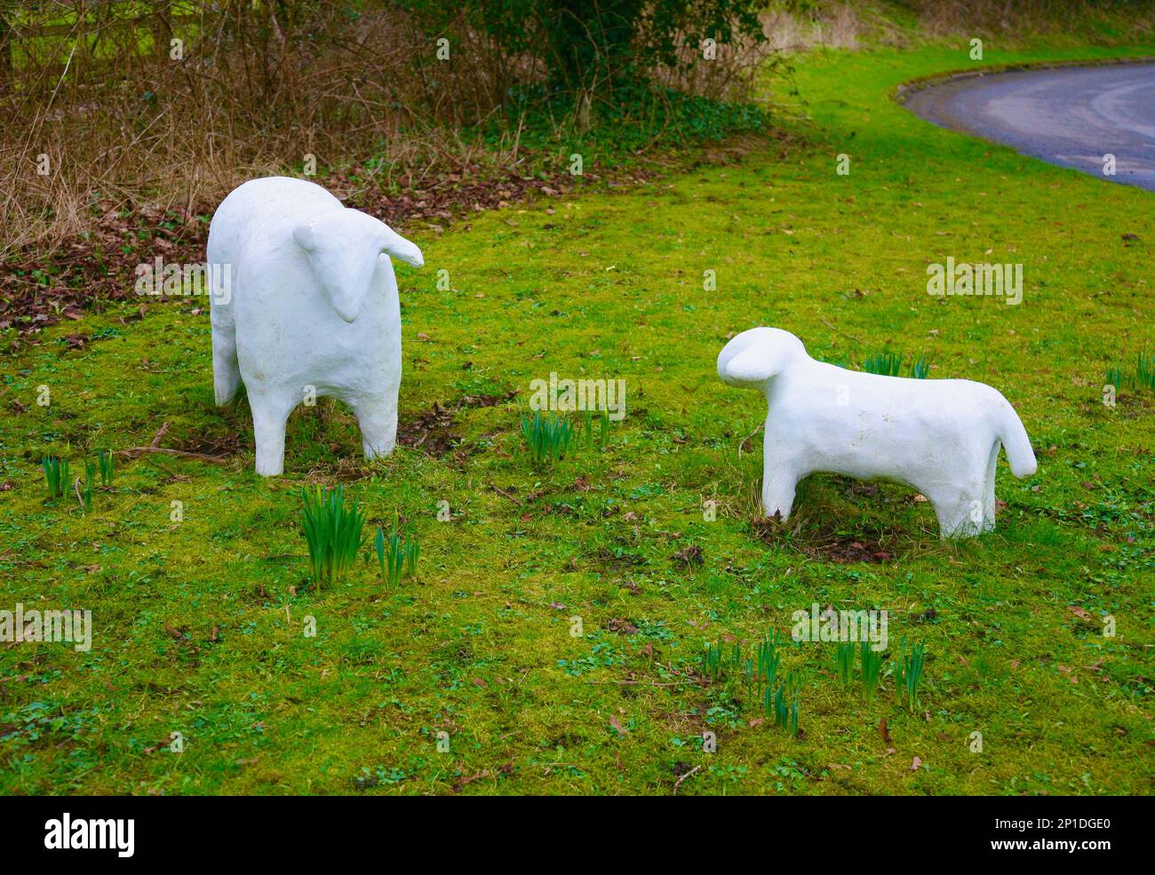 Due pecore molto statiche all'ingresso del villaggio, Worston, Clitheroe, Lancashire, Regno Unito, Europa Foto Stock