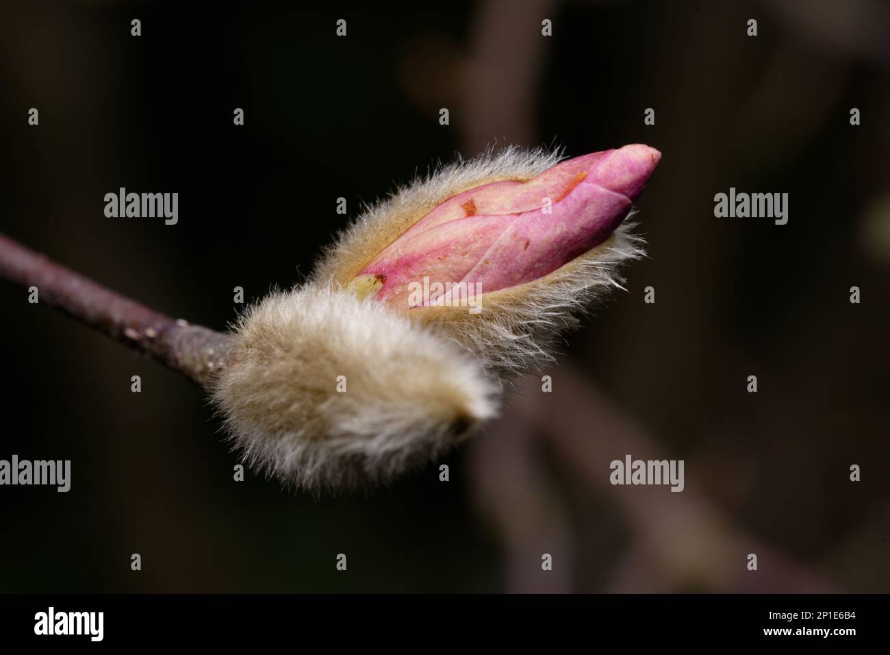 Magnoliaceae primo piano della magnolia rosa che si apre da boccioli pelosi all'inizio di marzo Foto Stock