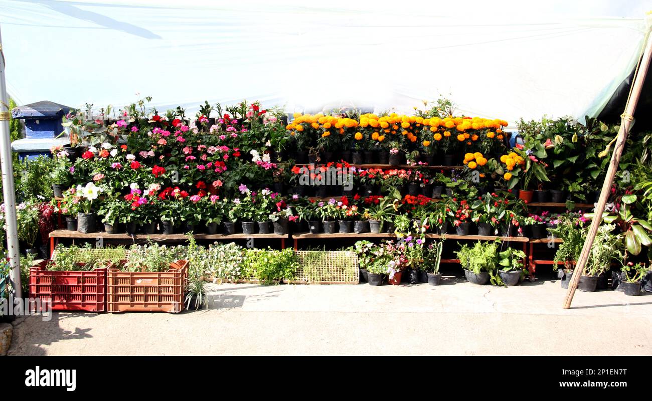 Bancarella di fiori di molti colori per la strada, vendendo fiori di cempasuchil arancio per il giorno dei morti in Messico Foto Stock