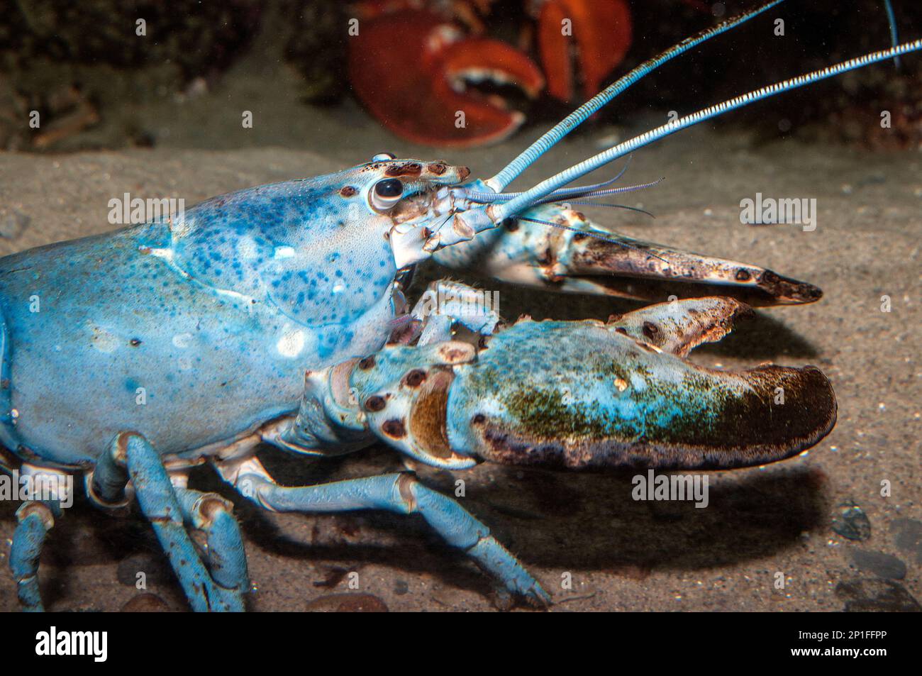 Aragosta americana di colore blu fase medium shot rivolto a destra. Le aragoste blu si verificano solo una volta ogni 2 milioni di aragoste. Foto Stock