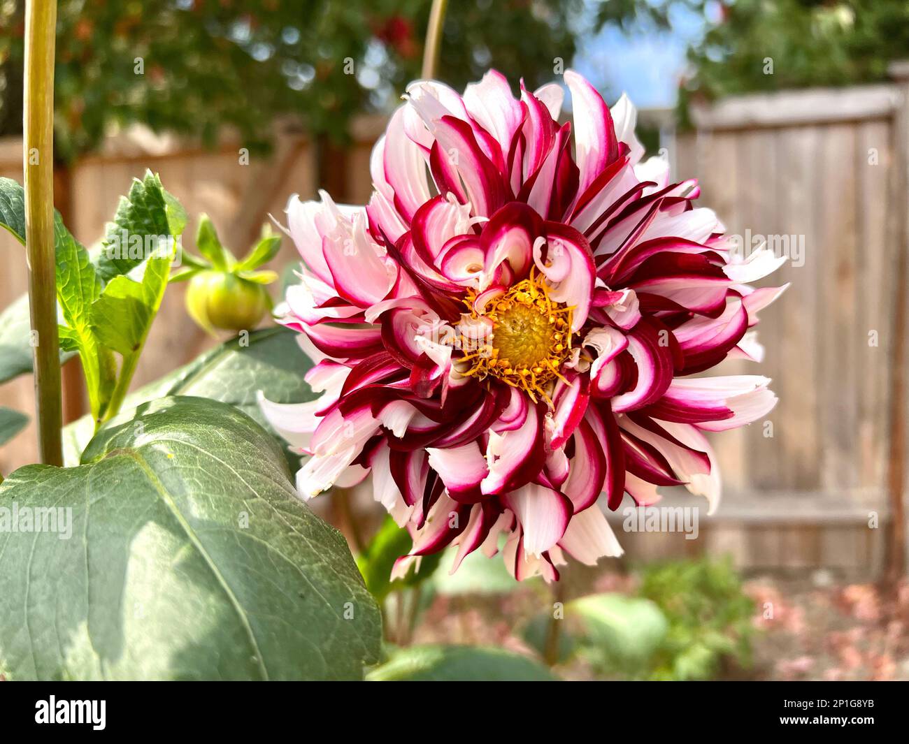 Il fiore di Dahlia dal cortile posteriore Foto Stock