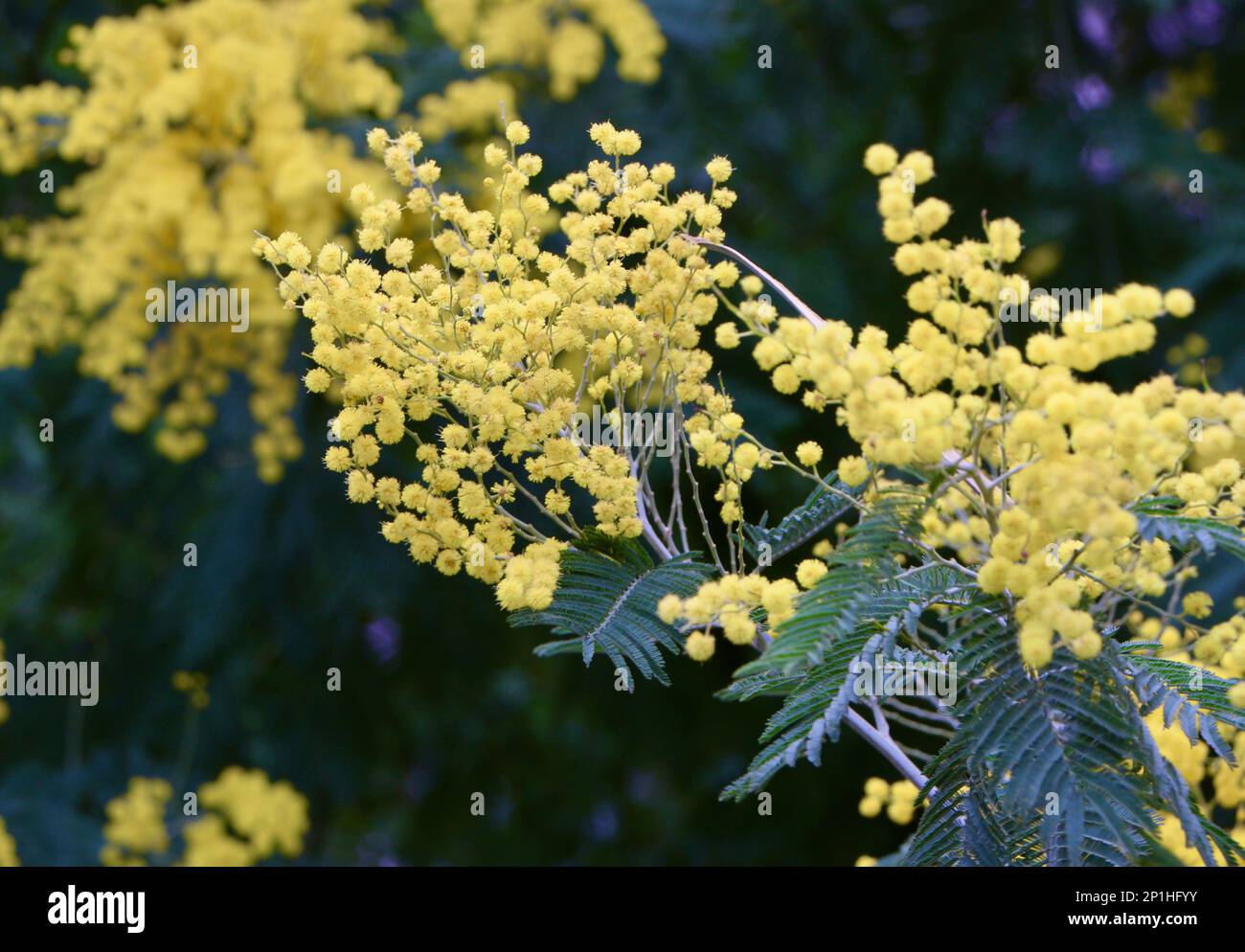 Acqua argentata Acacia dealbata albero con infiorescenze racemose formato da teste di fiore giallo brillante globoso all'inizio di marzo Santander Cantabria Spagna Foto Stock