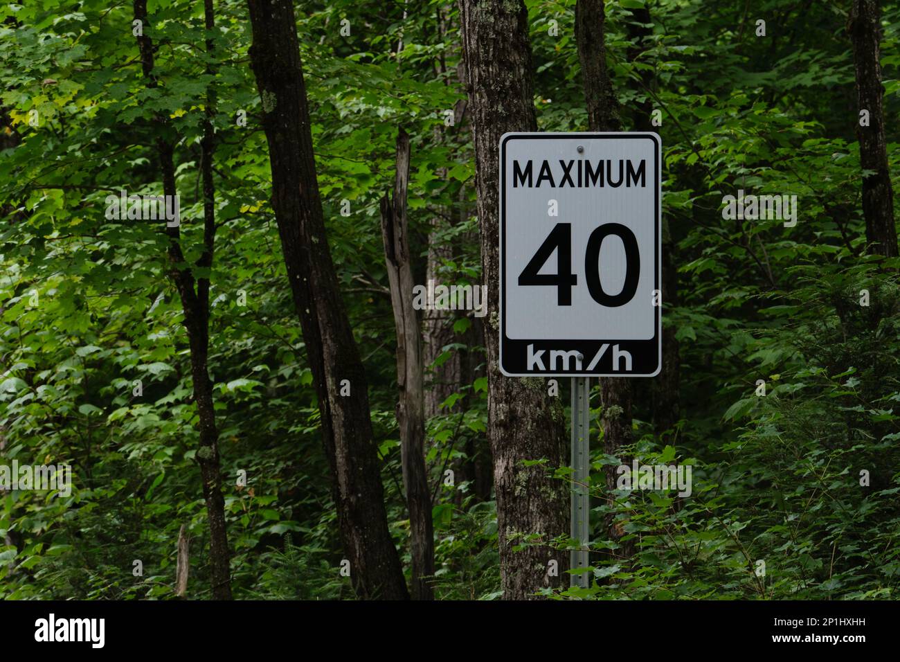 Un segnale del limite di velocità dell'Ontario imposta una velocità massima di 40 km/h nella foresta. Il segno è visto tra gli alberi nel bosco. Foto Stock