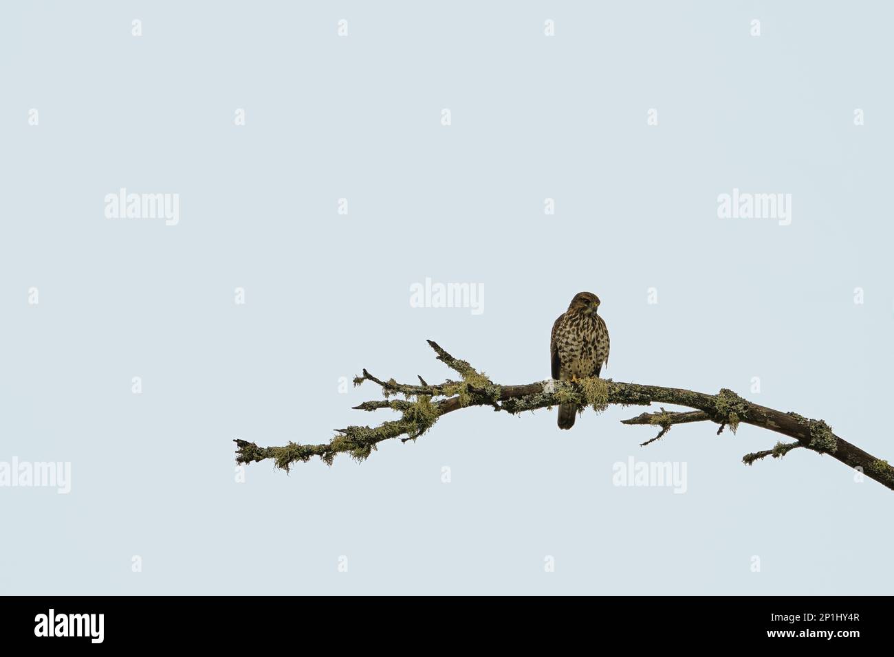 Un falco dalle ampie alette (Buteo platypterus) è arroccato su un ramo di albero di fronte ad un cielo solido. Foto Stock