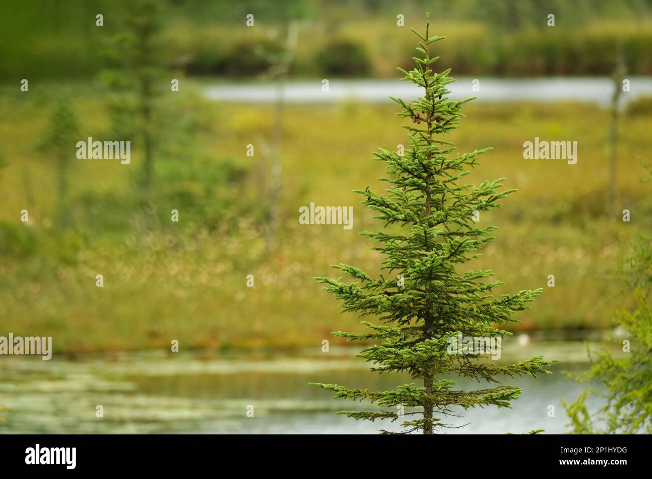 Un singolo albero sempreverde con piccoli pineconi si erge con una palude umida fuori fuoco dietro di esso. Foto Stock