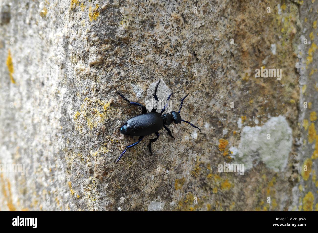 Il genere Meloe del coleottero del blister è un gruppo grande e diffuso comunemente indicato come coleotteri dell'olio. Foto Stock