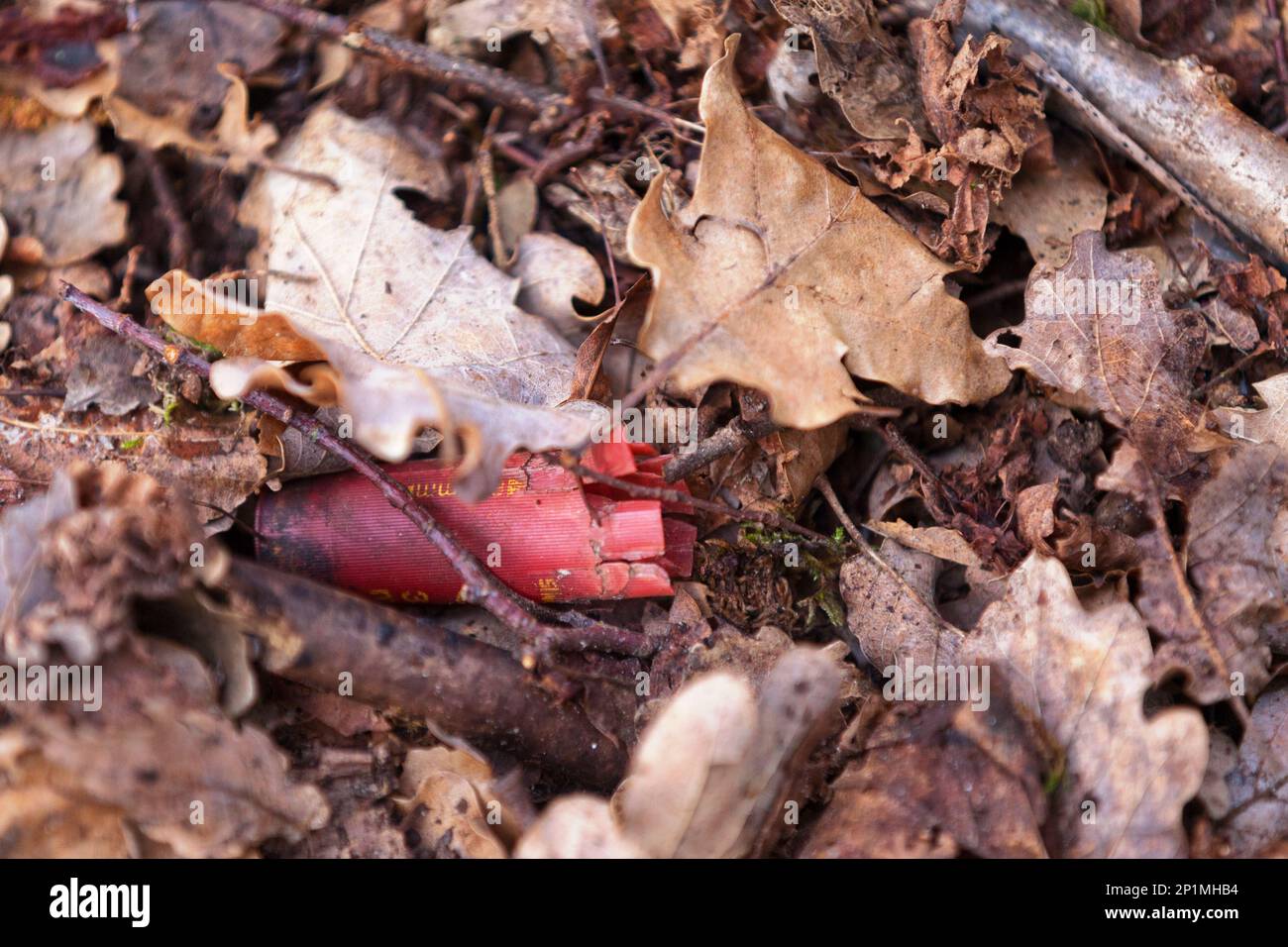Guscio vuoto di fucile abbandonato nel bosco. Foto Stock