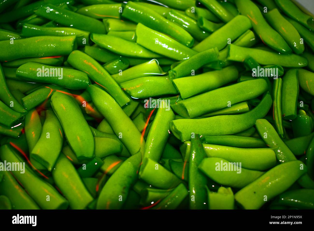 Fagiolini, coltivati in un giardino domestico in Missouri rurale, MO, Stati Uniti, Stati Uniti, USA, scattato, pulito e pronto per cucinare o lattina. Con colori vivaci. Foto Stock