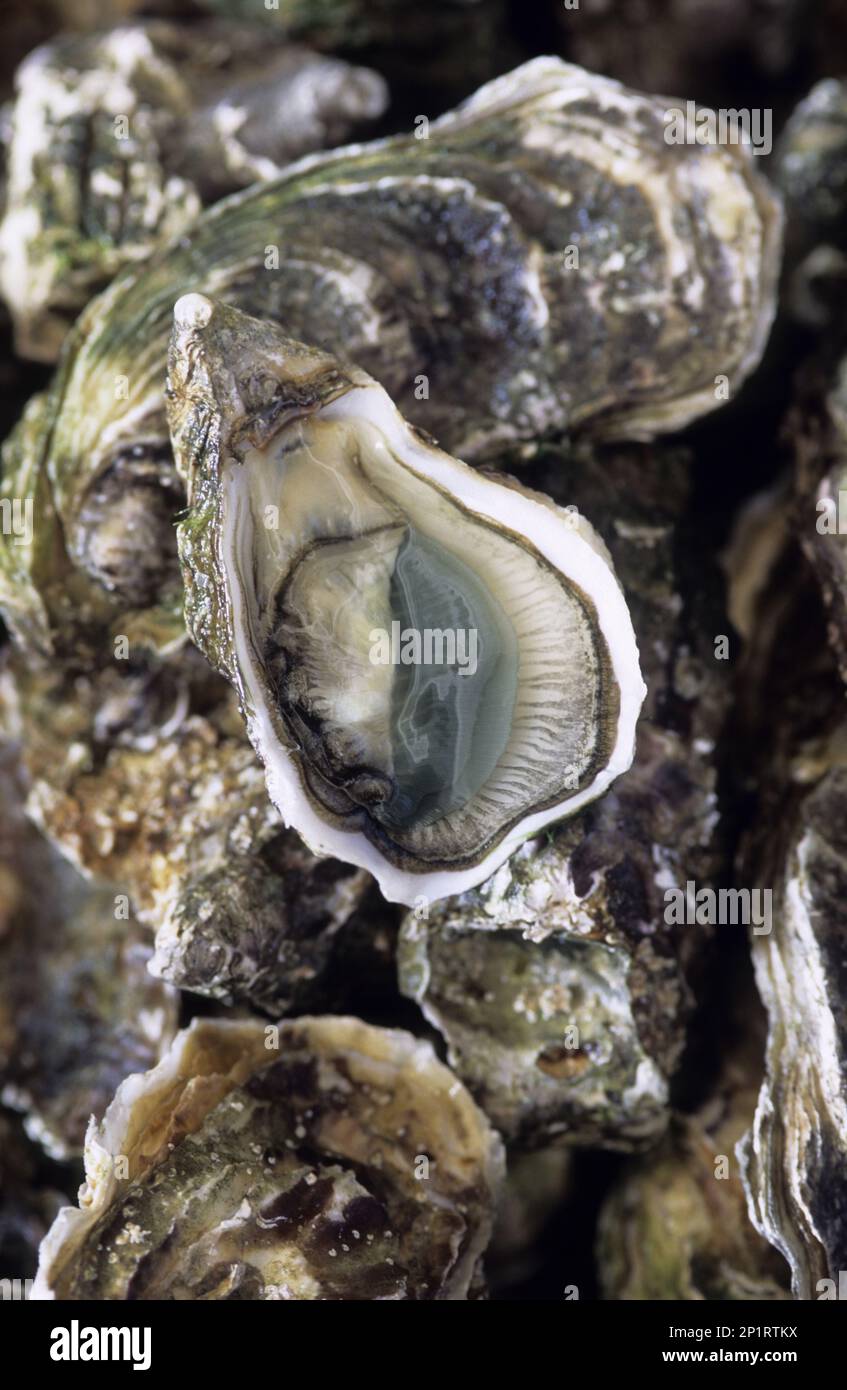 Francia, Charente Maritime (17) Isola Re, località di le Martray, L Huitriere ostriche fattoria di Tony Berthelot Foto Stock