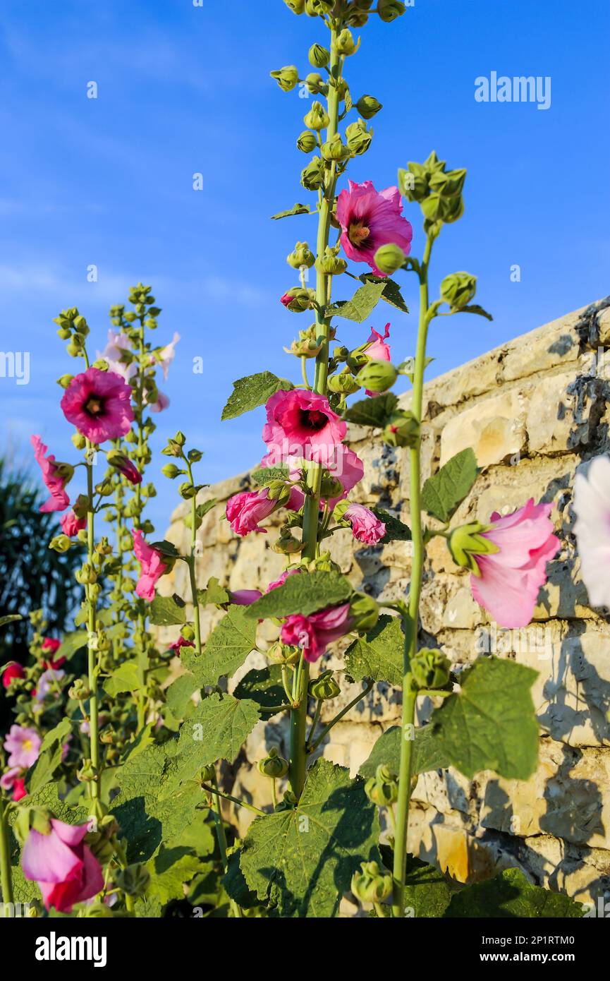 Francia. Charente-Maritime (17) Ile de Re, villaggio di Sainte-Marie e la Noue, hollyhocks Foto Stock