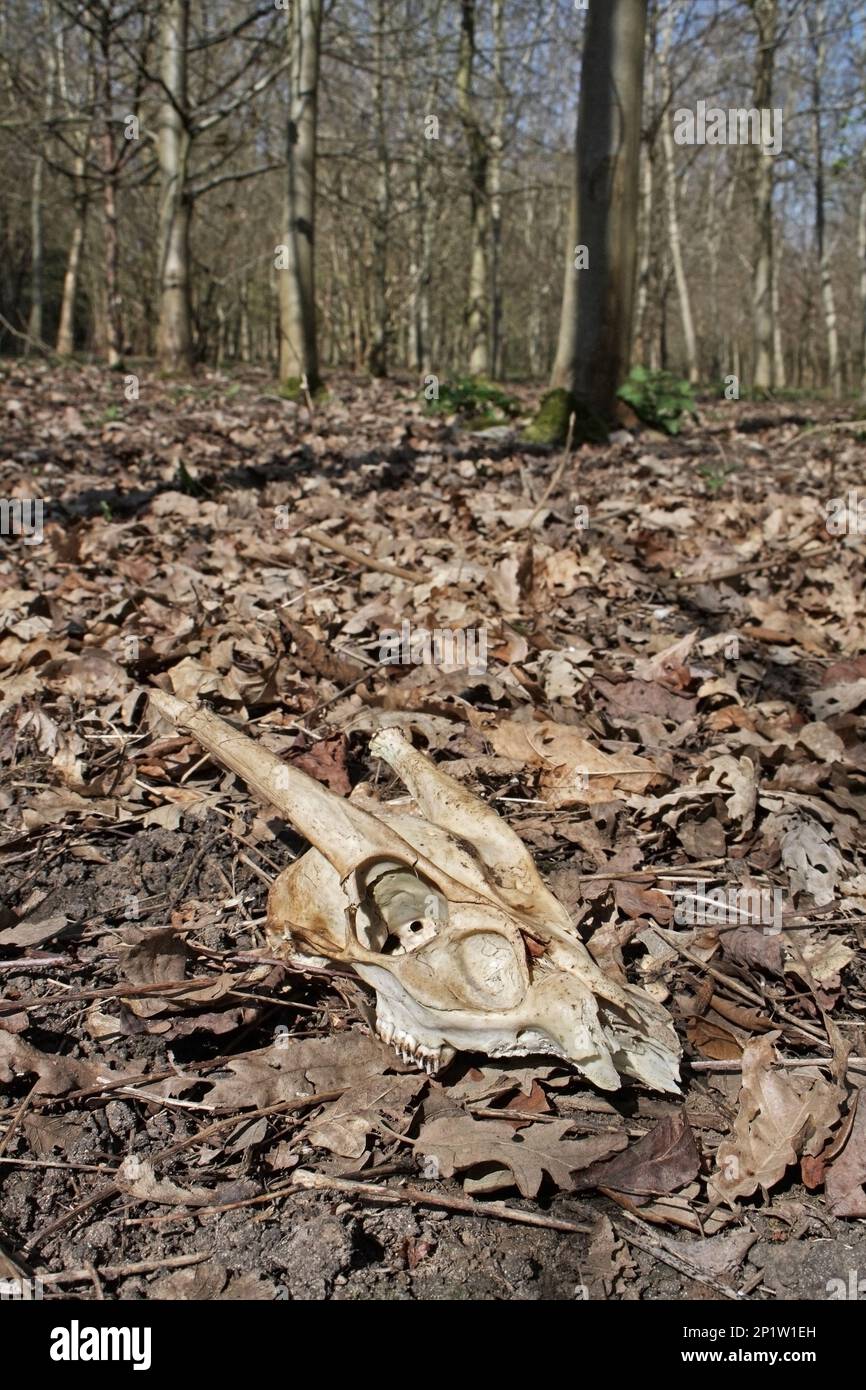 Il muntjac cinese (Muntiacus reevesi) ha introdotto specie, cranio, maschio adulto, tra lettiere di foglie su terreno boschivo deciduo, la piantagione di Vicarage Foto Stock