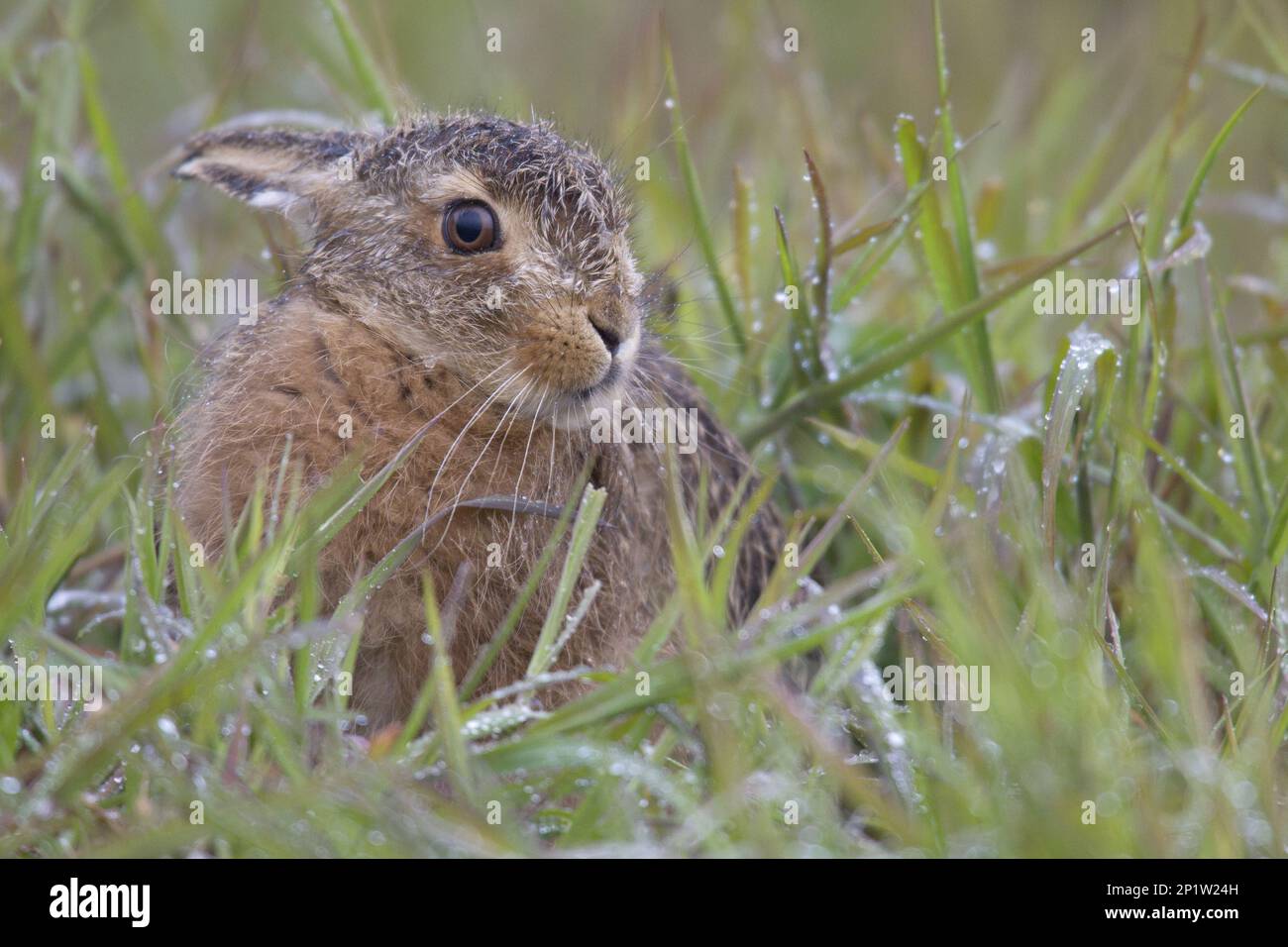 Lepre europea (Lepus europaeus) coniglietto, con pelliccia bagnata, seduto in erba bagnata ai margini di un campo, Berwickshire, Scottish Borders, Scotland, United Foto Stock