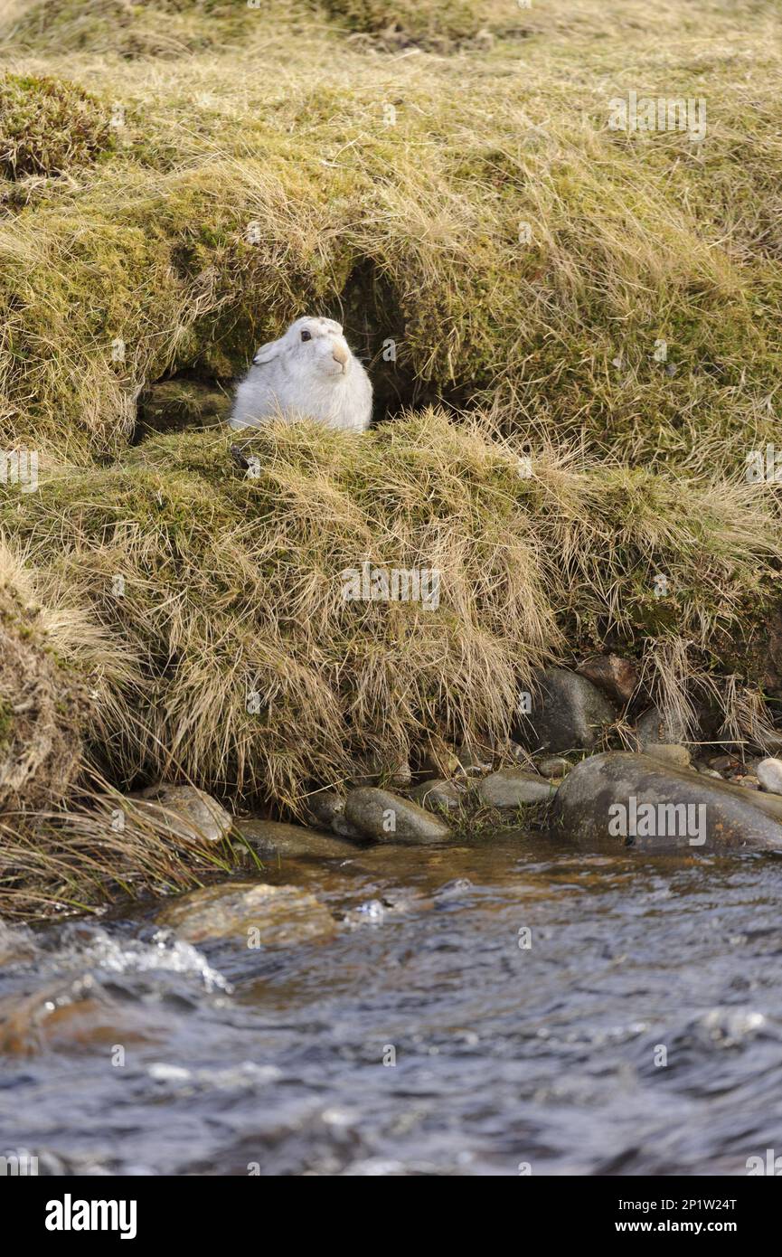 Lepre di montagna (Lepus timidus) adulto, in cappotto d'inverno, seduto in forma accanto al fiume, Alvie Estate, Cairngorms National Park, Highlands, Scozia Foto Stock