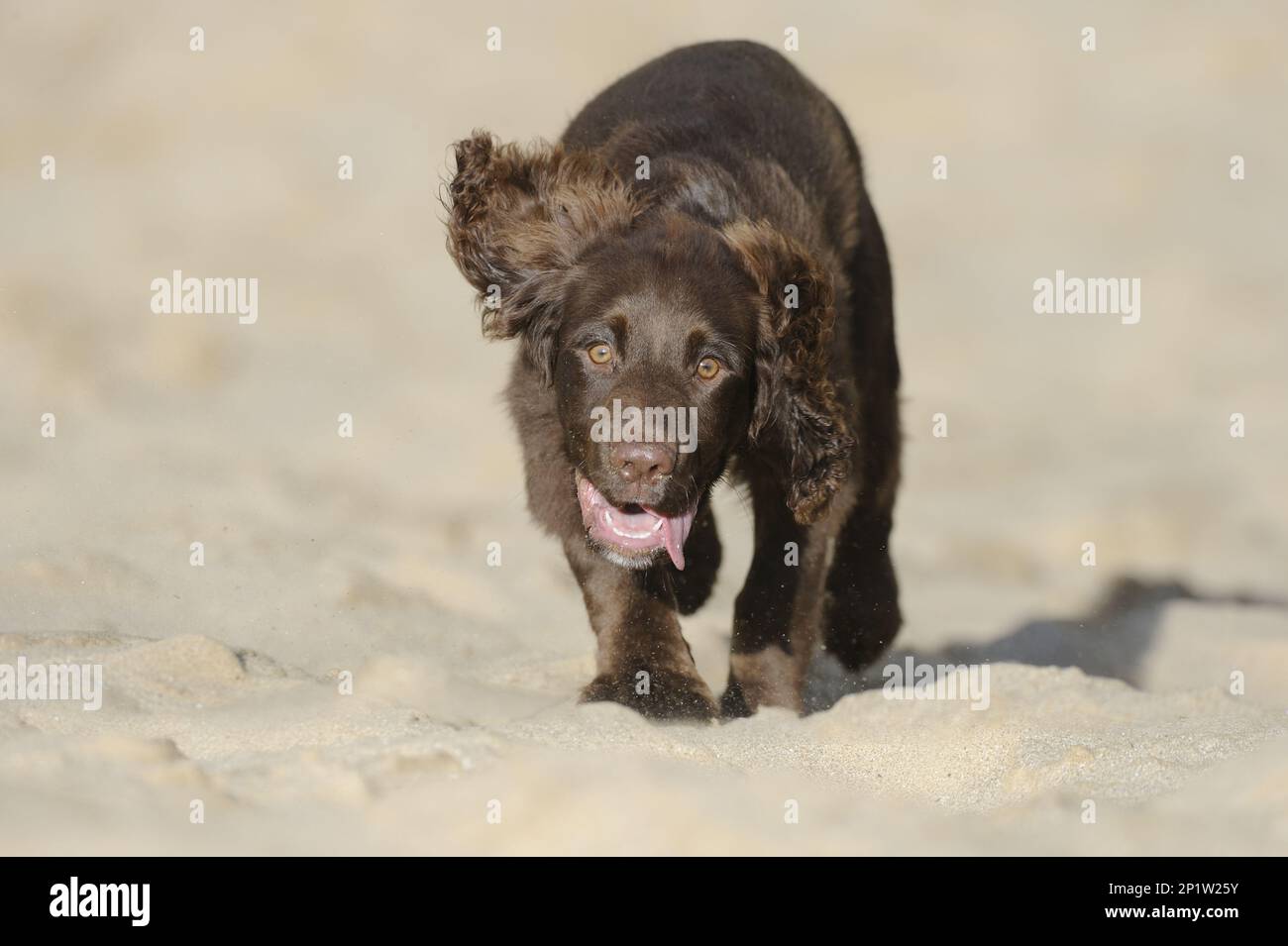 Inglese Cocker Spaniel, inglese Cocker Spaniel, cani pedigree, cani recupero, cani da caccia, cani domestici, animali domestici, animali domestici, mammiferi, animali, Nazionale Foto Stock