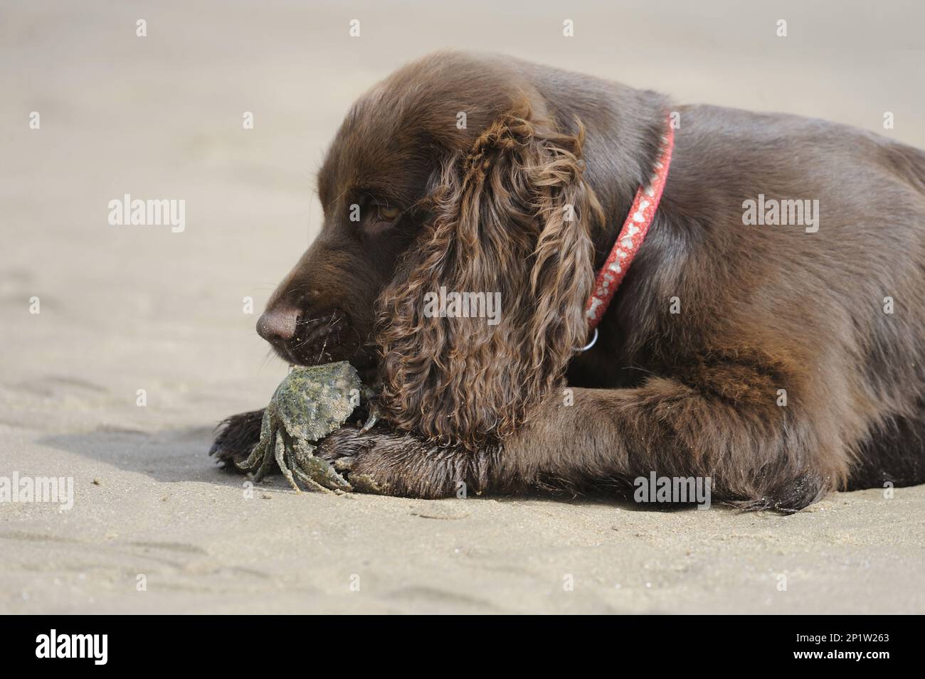 Inglese Cocker Spaniel, inglese Cocker Spaniel, cani pedigree, cani recupero, cani da caccia, cani domestici, animali domestici, animali domestici, mammiferi, animali, Nazionale Foto Stock