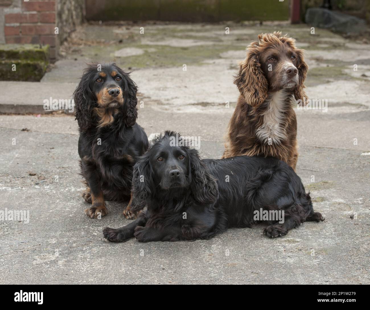 Inglese Cocker Spaniel, cani pedigree, cani da caccia, cani domestici, animali domestici, Animali domestici, mammiferi, animali, cani domestici, Cocker Spaniel inglese Foto Stock