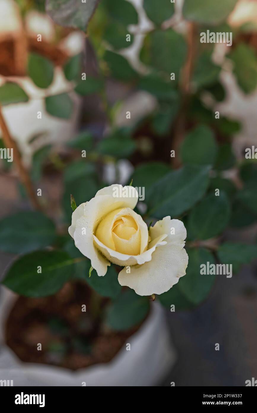 Primo piano di un bel fiore di rosa giallo fresco in giardino verde Foto Stock