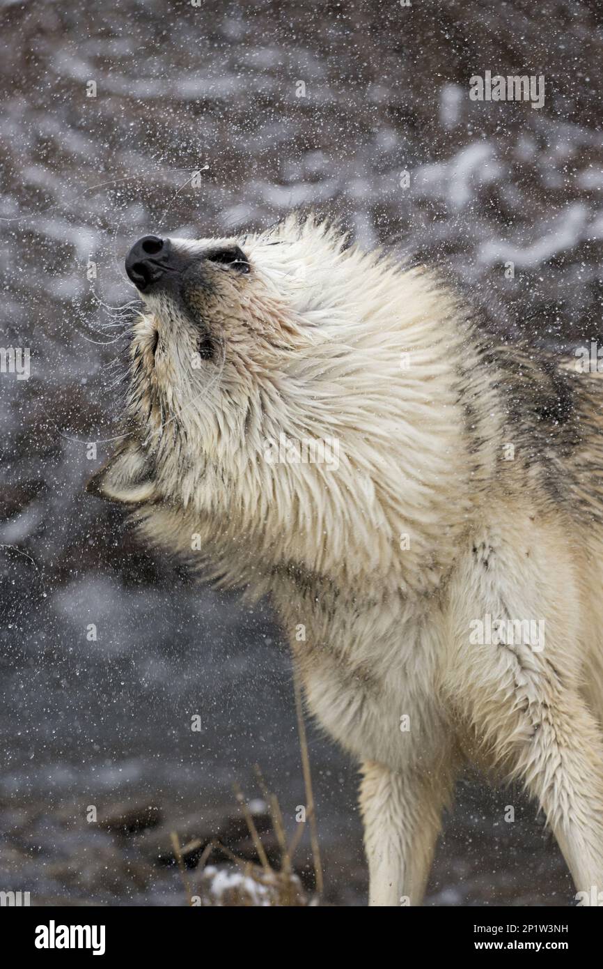 Lupo, lupi grigi (Canis lupus), cane-come, predatori, mammiferi, animali, Grey Wolf adulto, scuotendo l'acqua dalla testa, Montana, U.S.A., febbraio (Captive) Foto Stock
