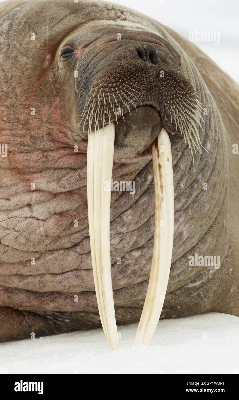 Trichechi dell'Atlantico, trichechi dell'Atlantico, mammiferi marini, predatori, foche, Mammiferi, animali, tricholo Atlantico (Odobenus rosmarus rosmareus) adulto, primo piano Foto Stock