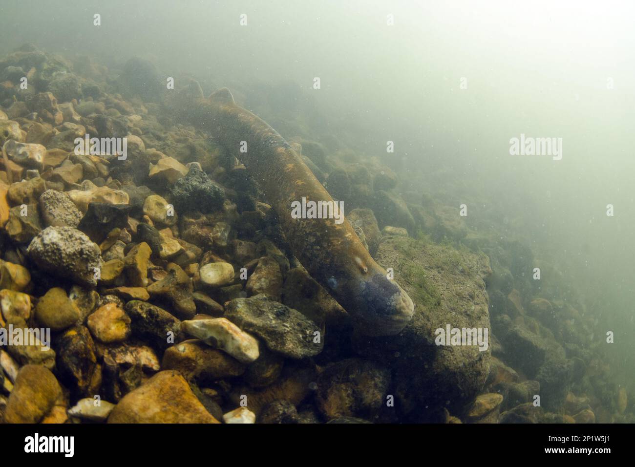 Sea Lamprey (Petromyzon marinus) adulto, su letto di pietra del fiume per la generazione, River Test, Hampshire, Inghilterra, Regno Unito Foto Stock