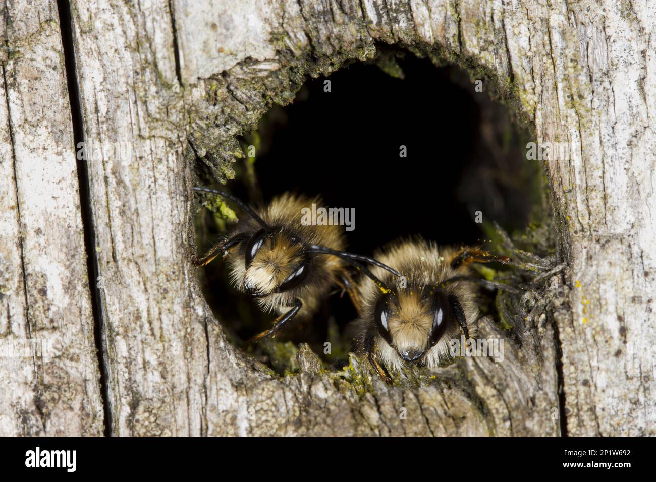 Red Mason Bee (Osmia rufa) due maschi adulti, che si stoppano nella buca durante il clima fresco, Powys, Galles, Regno Unito Foto Stock