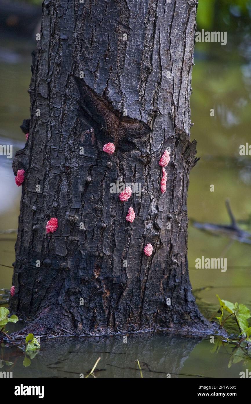 Canalizzato Applesnail (Pomacea canaliculata) ha introdotto specie invasive, uova sul tronco di albero di foresta allagato, Palawan, Filippine Foto Stock