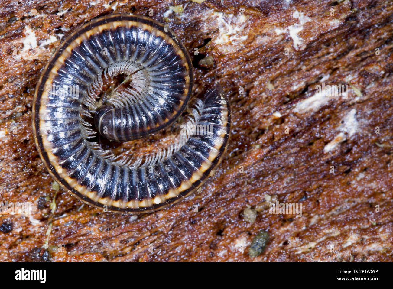 Millipede a strisce (Ommatoiulus sabulosus) adulto, arricciato su corteccia di albero marciante, Powys, Galles, Regno Unito Foto Stock