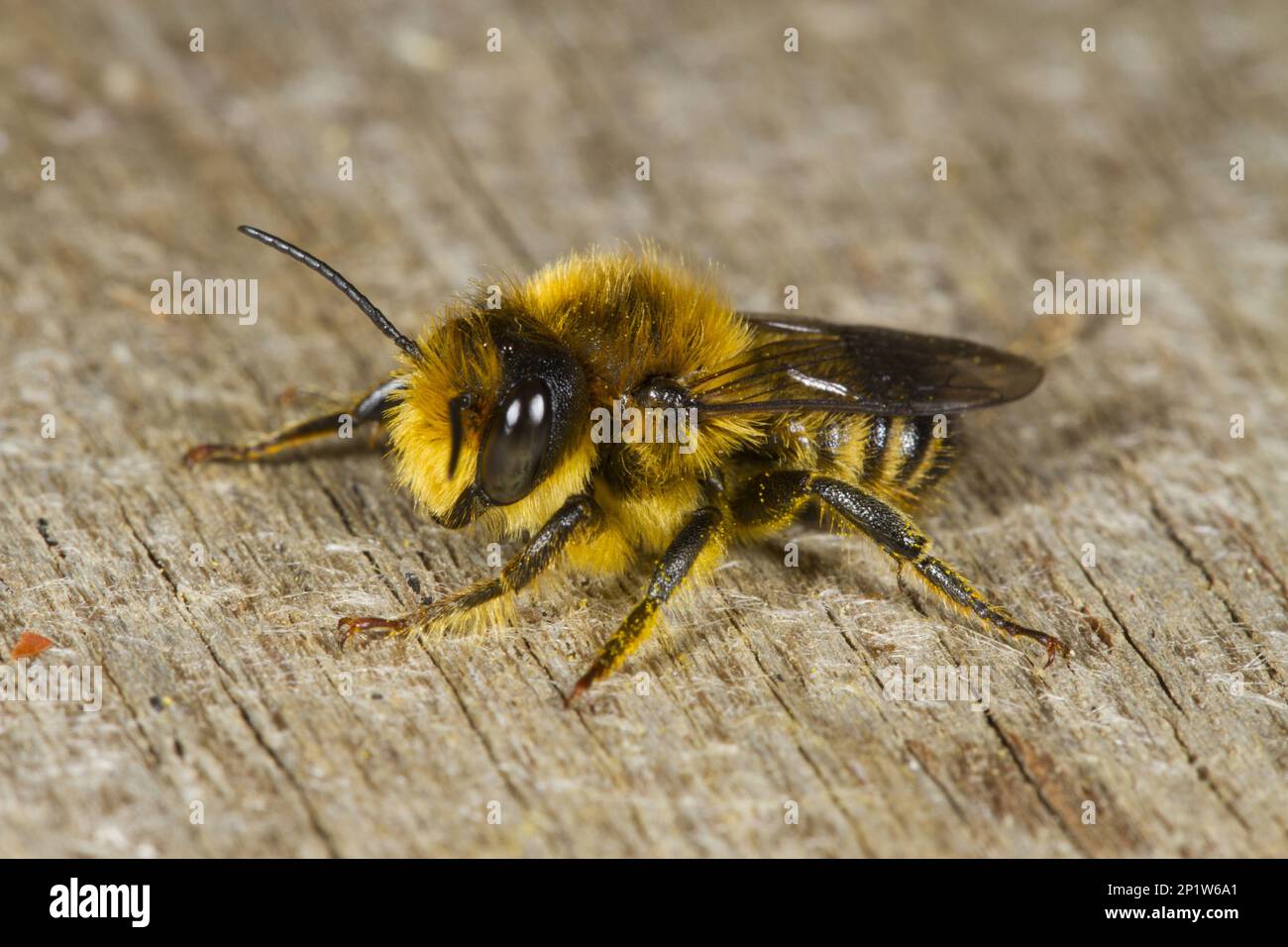Common Leafcutter Bee (Megachile centuncularis) maschio adulto, riposante su legno, Powys, Galles, Regno Unito Foto Stock