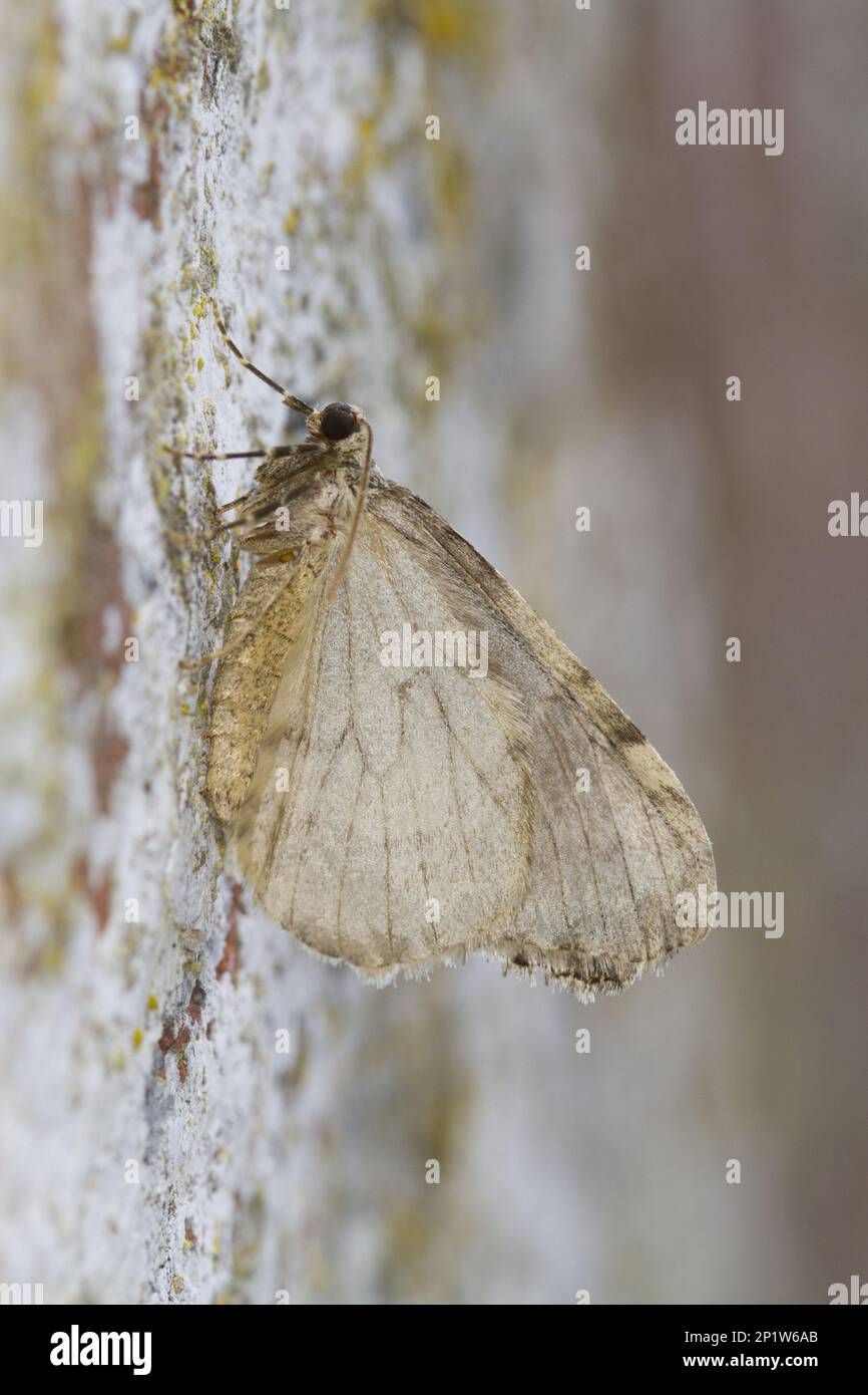 Falene di legno (Geometridae), falene di legno, insetti, falene, Farfalle, Animali, altri animali, Novembre Moth (Epirrita dilutata) adulto, sotto Foto Stock